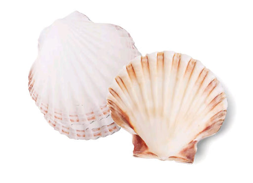4" Natural seashells on white background